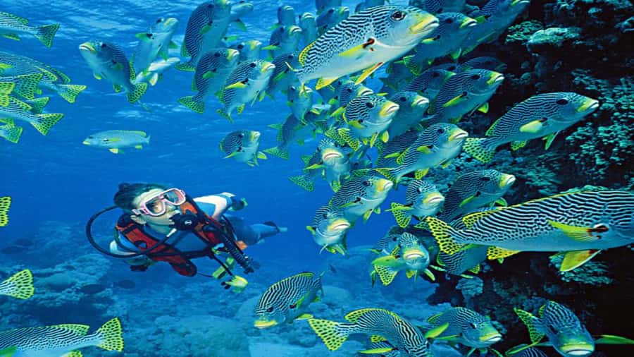 Hurghada:Luxury Diving & Snorkeling inc/Island/Lunch/Massage - What the $58 Red Sea package really gives you