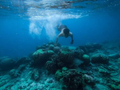 Luxury Diving & Snorkeling inc/Island/Lunch/Massage