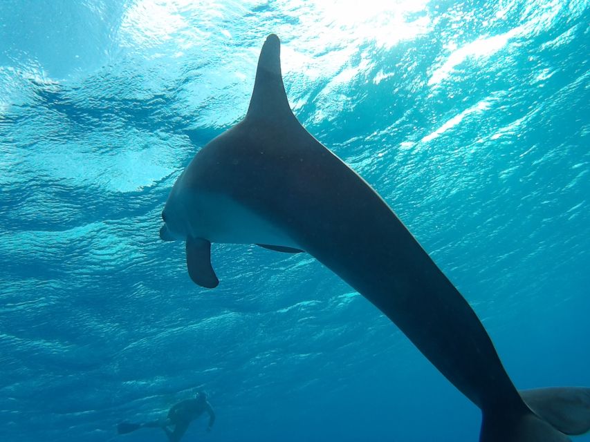 Hurghada: Luxury Orange Bay w/Snorkeling, Massage and Diving - Lunch on the Red Sea