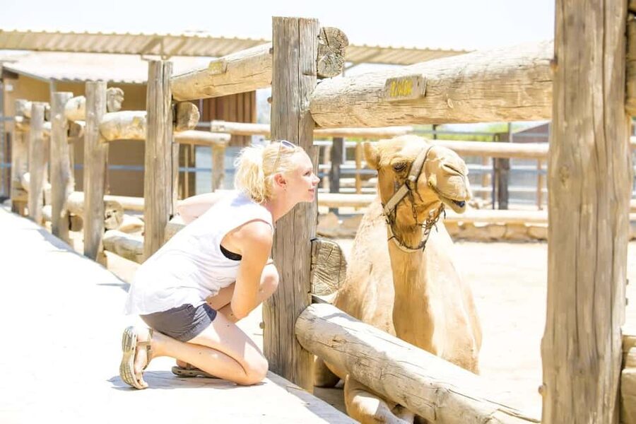 Hurghada: Mega Jeep safari, ATV & Bedouin vibe, and Dinner - A short camel ride with traditional appeal