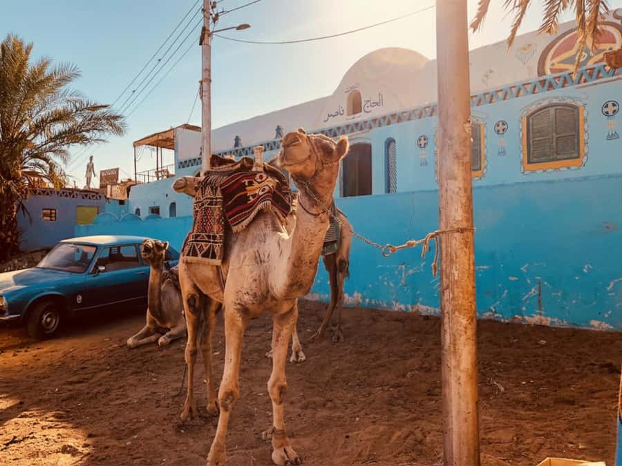 Hurghada: Morning Quad Bike Tour, Camel Ride and Transfer - Five useful things to know before you book