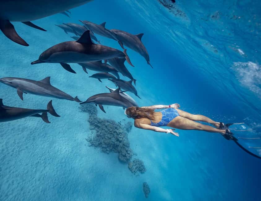 Hurghada or Makadi: Discover the Magic of Dolphin House - Setting out from Hurghada, Makadi, and nearby resorts