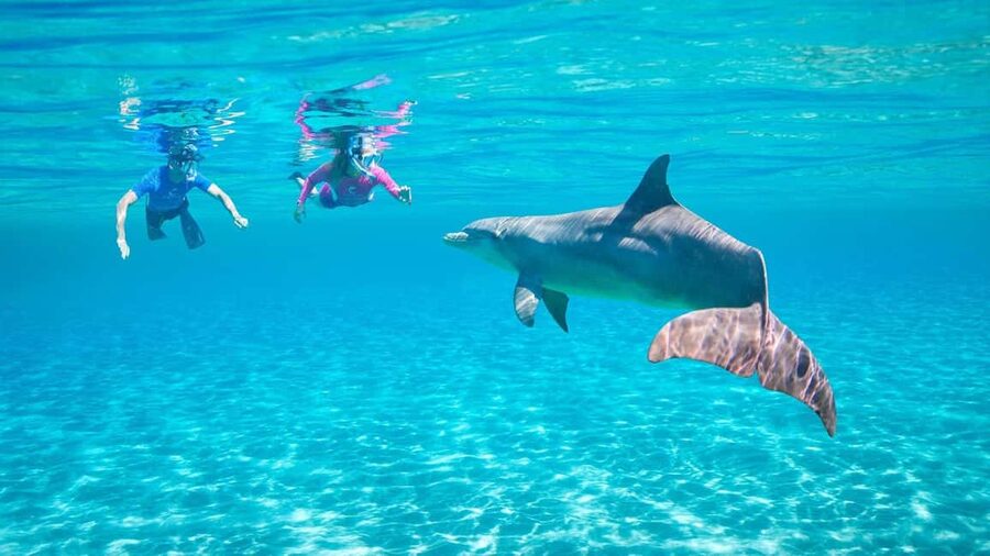 Hurghada or Makadi: Discover the Magic of Dolphin House - The 15 to 20 minute dolphin swim