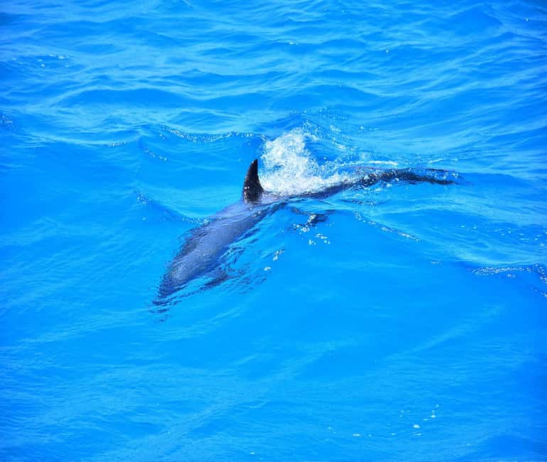 Hurghada or Makadi: Discover the Magic of Dolphin House - Who should book Dolphin House