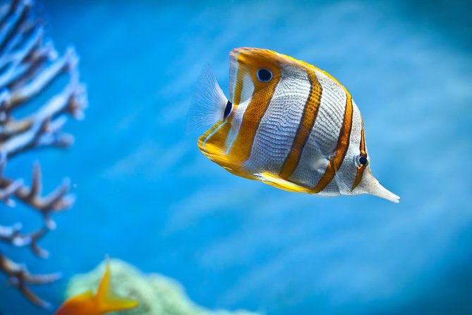 Hurghada: Orange Bay, Snorkeling, Watersports, Lunch & Drinks - Is $17.50 good value?