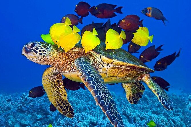Hurghada Paradise Conquest Semi Submarine Snorkeling Trip - Who will enjoy this experience most