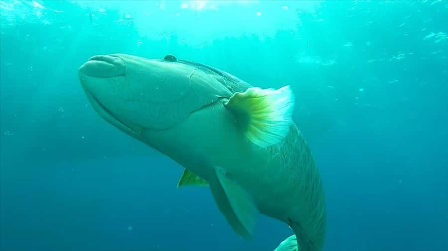 Hurghada: Premium Island Cruise with Lunch and snorkeling - Should You Book the Egypt Sun Marine Fleet Cruise?