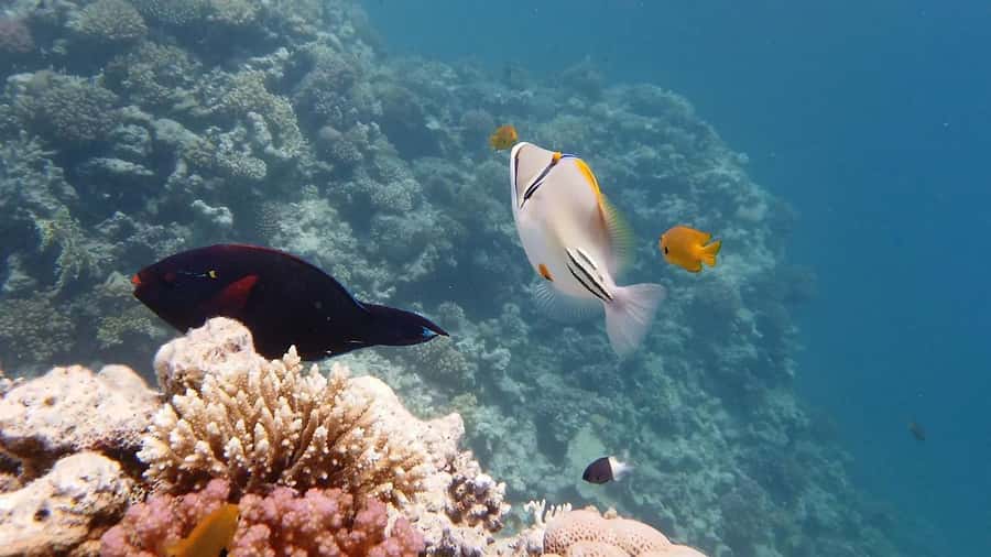 Hurghada: Premium Island Cruise with Lunch and snorkeling - The Yacht, Sun Deck, and Salon