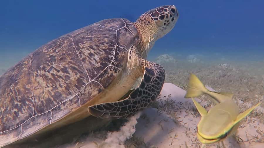 Hurghada: Premium Island Cruise with Lunch and snorkeling - Lunch With Egyptian Kofta