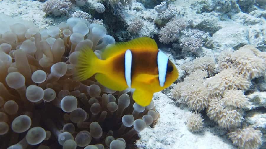 Hurghada: Premium Island Cruise with Lunch and snorkeling - Guides, Languages, and the Day’s Rhythm