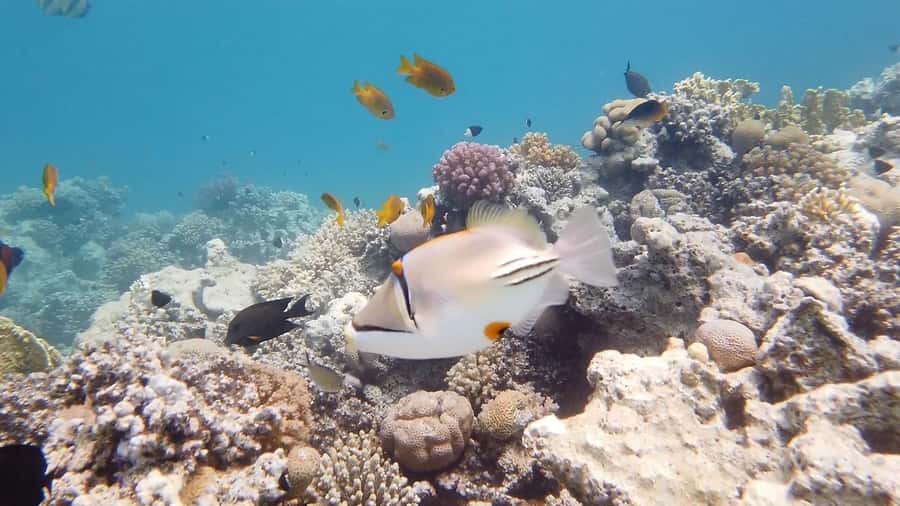 Hurghada: Premium Island Cruise with Lunch and snorkeling - Pickup, What to Bring, and Small Practical Details