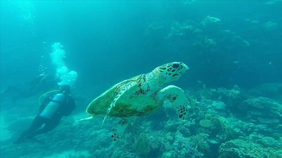 Hurghada: Premium Island Cruise with Lunch and snorkeling - Who Will Enjoy This Cruise Most?