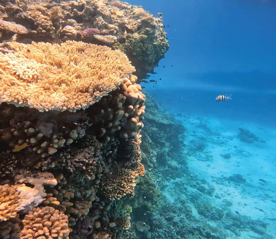 Hurghada: Premium Orange Island Cruise with Lunch & Transfer - A long boat ride with room to relax