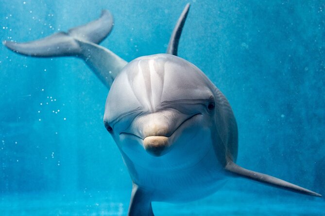 Hurghada: Private 4 Hours Speedboat Dolphin House Snorkling Tour - What the water time is likely to feel like