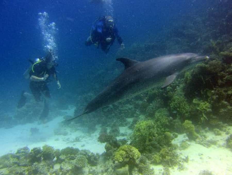 Hurghada, Professionals Diving in Open Water Tour with Lunch - Staff, languages, and group comfort