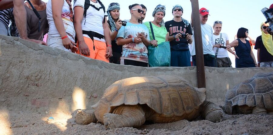 Hurghada: Quad Bike, Camel, Show, Dinner, & Stargazing Trip - What the guides add to the day