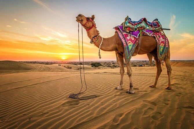 Hurghada: Quad, Jeep, Camel and Buggy Safari with BBQ Dinner - Dune buggies and jeep tricks