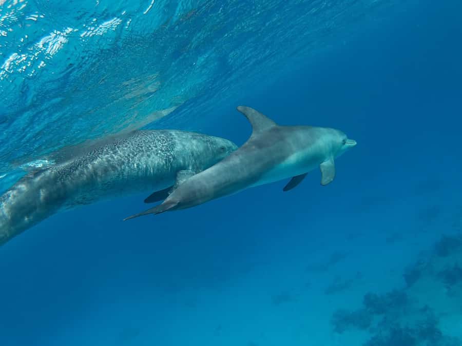 Hurghada: Royal Luxury VIP Cruise to Orange Bay with Lunch - Small Giftun and the first snorkeling session
