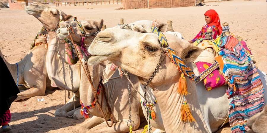 Hurghada: Safari Jeep, Buggy, Camel, Quad, Bedouin Dinner - Bedouin dinner after sunset