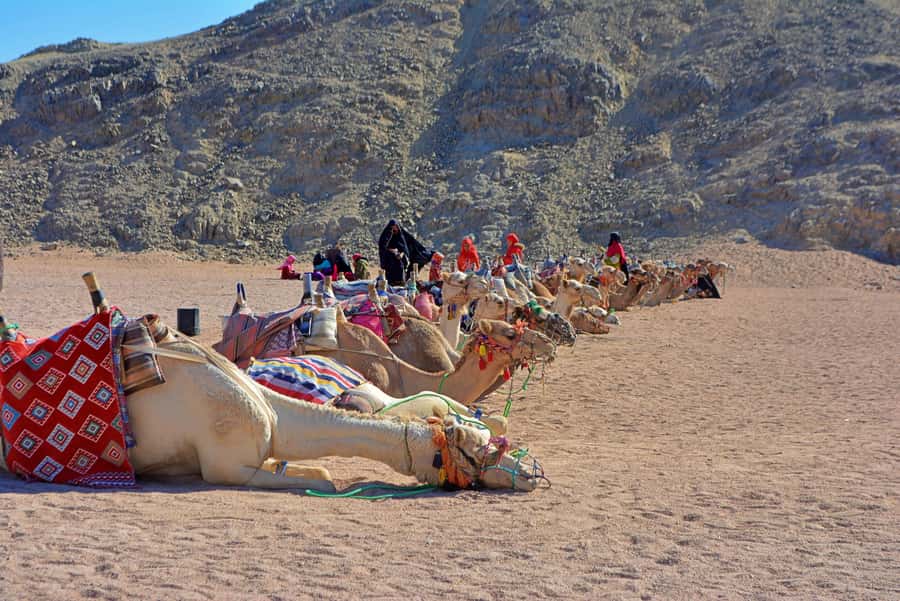 Hurghada: Safari Jeep & Camel Ride with BBQ Dinner & Show - Meeting the Bedouin village