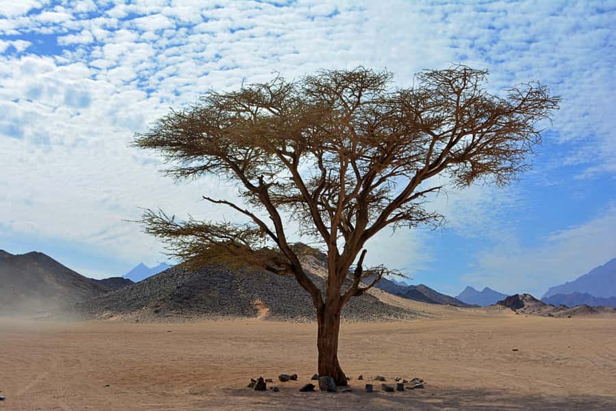 Hurghada: Safari Jeep & Camel Ride with BBQ Dinner & Show - What to bring and how to make the day easier