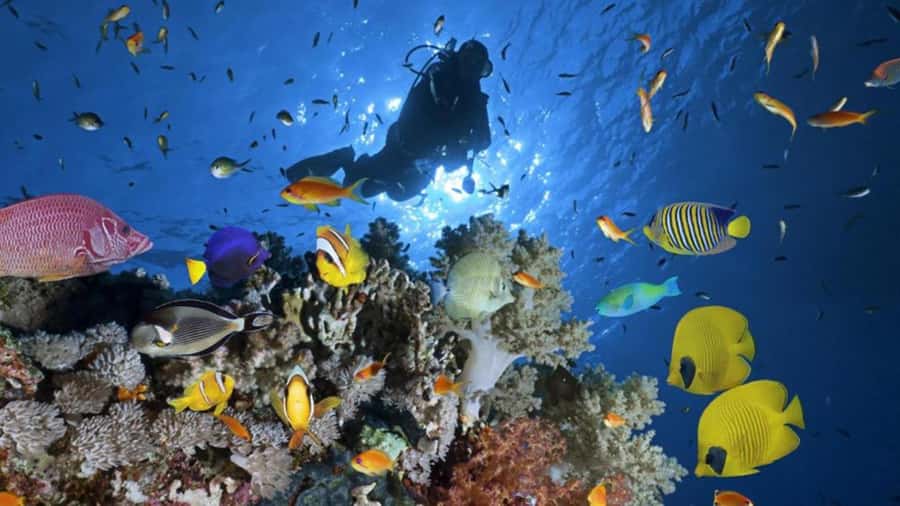 Hurghada: Scuba Diving cruise with lunch & pickup - The Second Underwater Session