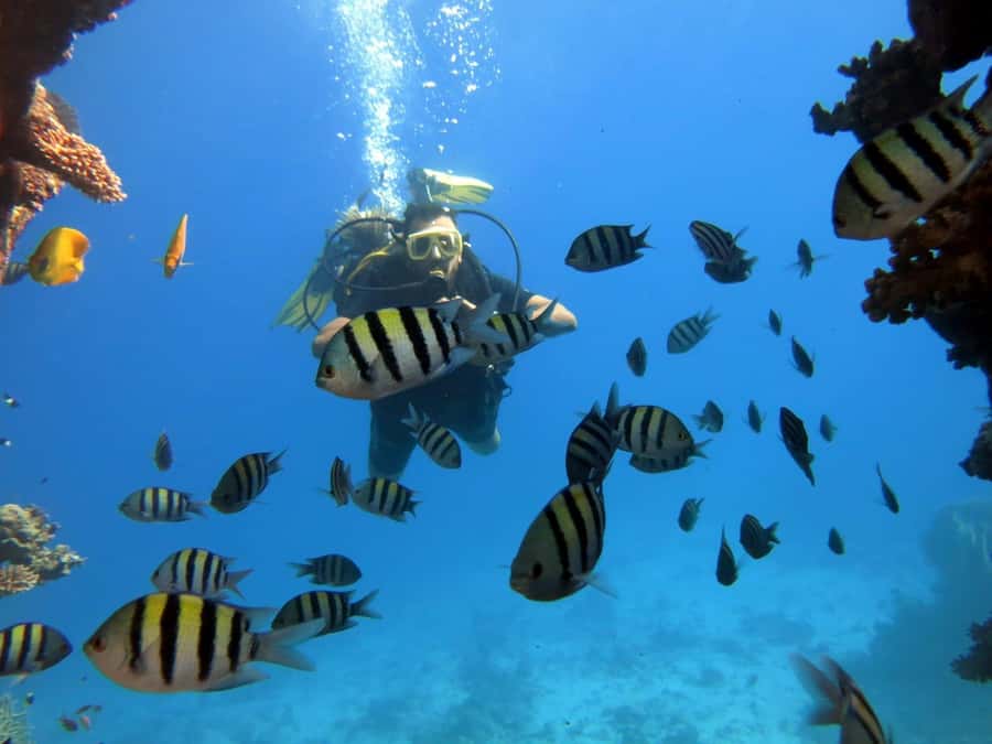 Hurghada: Scuba Diving cruise with lunch & pickup - Is $40 Good Value?
