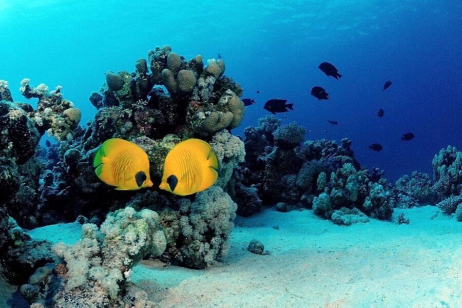 Hurghada: Scuba Diving cruise with lunch & pickup - Who Will Enjoy This Outing Most?
