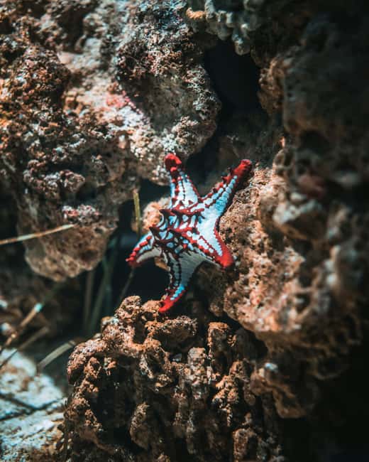 Hurghada: Scuba Diving for Beginners & Certified Divers - Languages, Booking Flexibility, and Cancellation