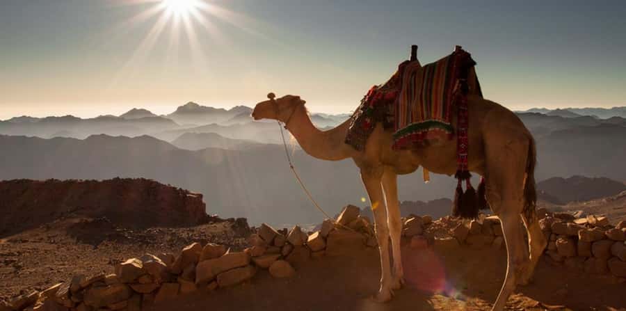 Hurghada: Sea & Desert Camel Ride w/Dinner, Show, Stargazing - Best times, best people, and honest drawbacks