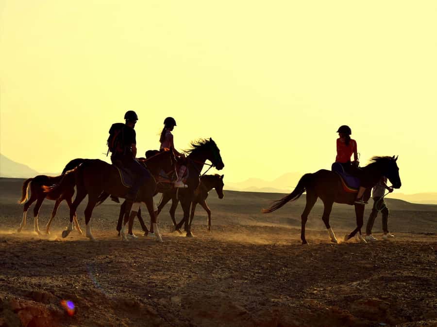 Hurghada: Sea & Desert Horse Tour, Stargazing, Dinner & Show - Dinner, dancing, and telescopes after dark