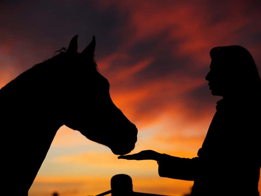 Hurghada: Sea & Desert Horse Tour, Stargazing, Dinner & Show - The arrival, briefing, and first 15 minutes