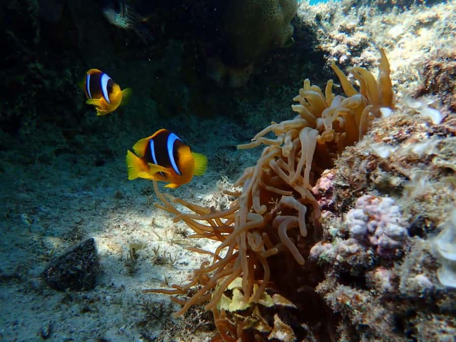 Hurghada: Snorkelling Trip by Speedboat with Hotel Pickup - Morning or sunset: choosing the better departure