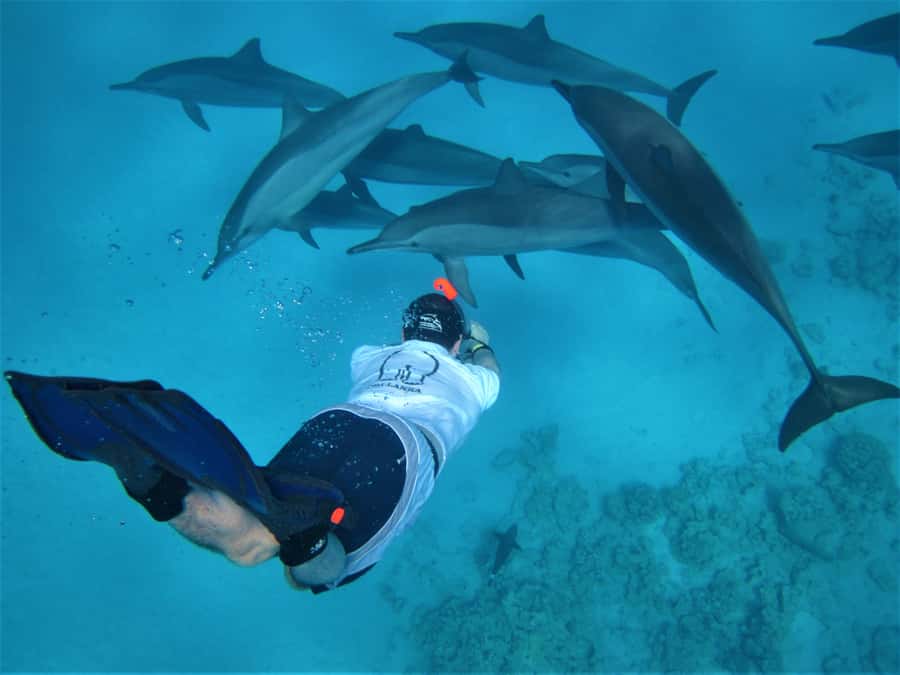 Hurghada: Speedboat Dolphin Watching & Snorkeling with Lunch - Searching for wild dolphins