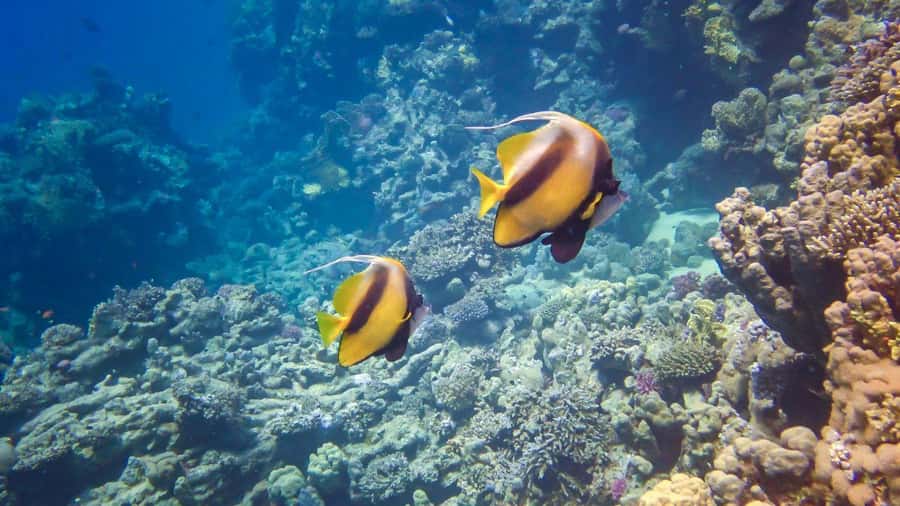Hurghada: Speedboat Dolphin Watching & Snorkeling with Lunch - Safety, comfort, and responsible dolphin watching