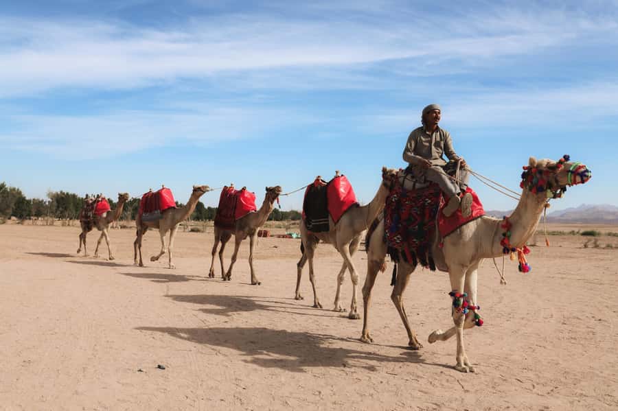 Hurghada: Sunset Camel Ride with Dinner - From Hurghada hotels to the desert meeting point