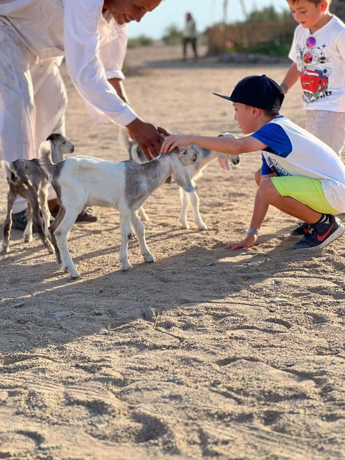 Hurghada: Sunset Camel Ride with Dinner - Who should book this evening
