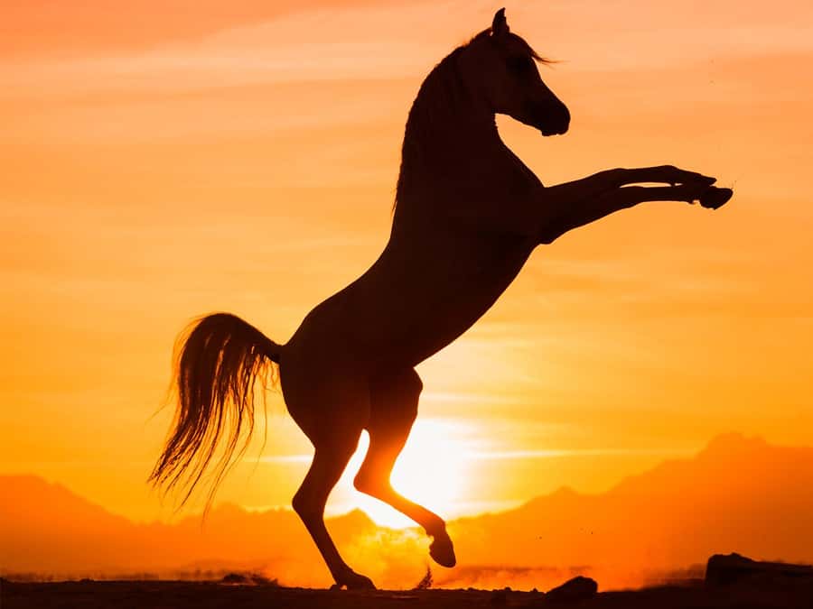 Hurghada: Sunset Sea, Desert Horse W Opt, Dinner, Stargazing - Meeting your horse and getting ready to ride