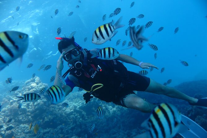 Intro Diving 2 Stops For Beginners with Pick-up and Lunch - Hurghada - Second underwater session and the reef views