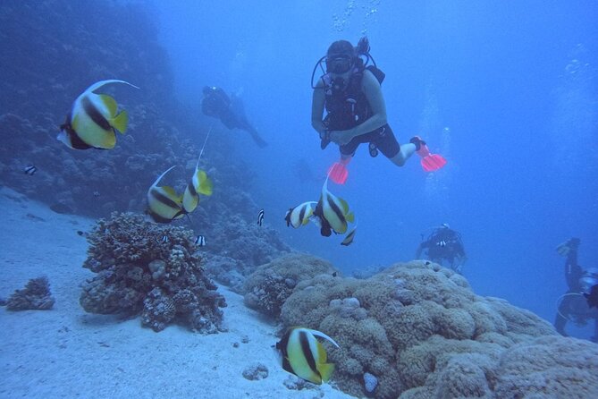 Intro Diving Beginner and Discover Red Sea Underwater - Why the Red Sea works for a first scuba trip