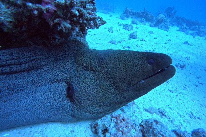 Intro Diving Beginner and Discover Red Sea Underwater - The first underwater session, about 20 minutes