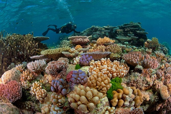 Intro Diving for Beginners 2 Stops Diving with Lunch - Hurghada - What the $22 price includes