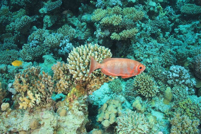 Intro Scuba Diving: 2 Dive Stops With Lunch & transfer - Hurghada - Lunch, drinks, and a slower middle of the day