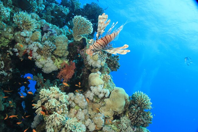 Intro Scuba Diving: 2 Dive Stops With Lunch & transfer - Hurghada - Is the $5 price really the full cost?