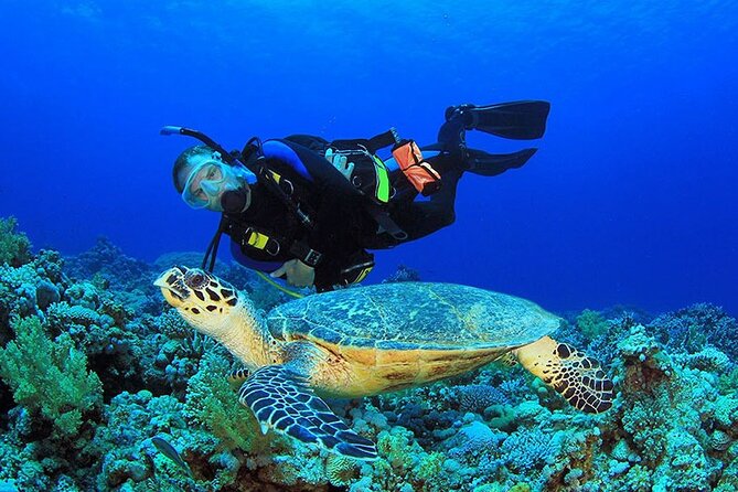 Intro Scuba Diving 2 Stops Trip with Transfers & Lunch - Hurghada - The long surface break, lunch, and open-water views