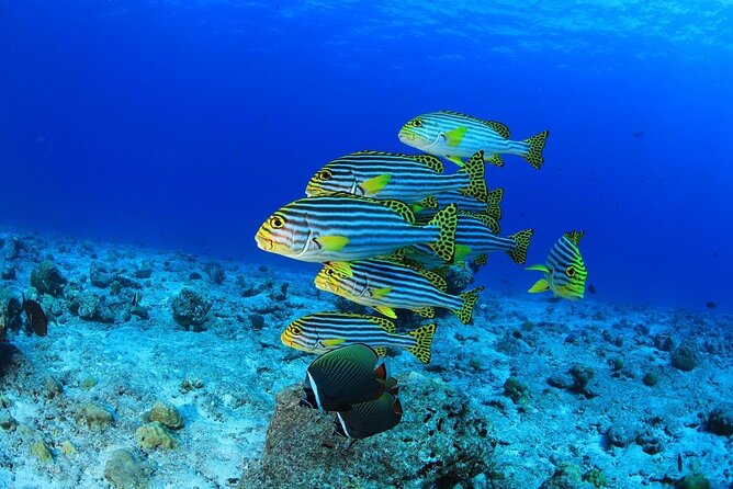 Intro Scuba Diving 2 Stops Trip with Transfers & Lunch - Hurghada - The second stop and the return to port