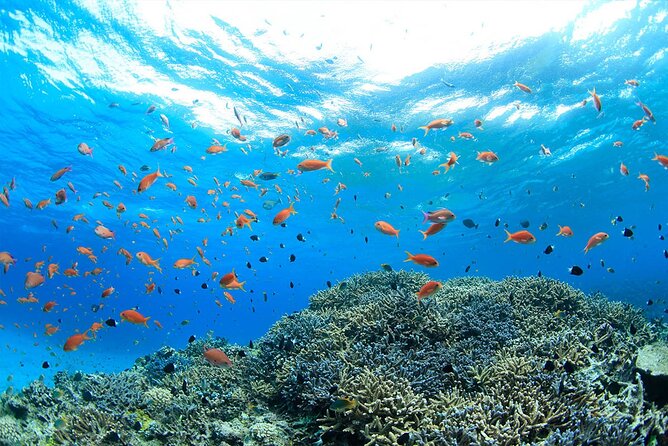 Intro Scuba Diving 2 Stops Trip with Transfers & Lunch - Hurghada - The first underwater stop and the basic briefing