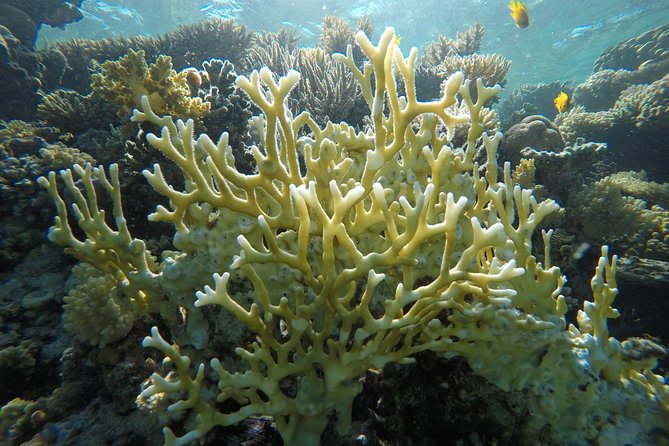 Intro Scuba Diving - A gentle first look at Hurghada’s reefs