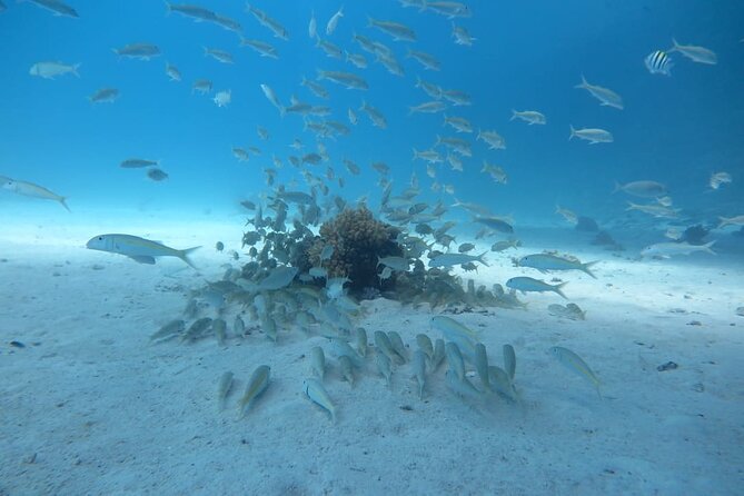 Intro Scuba Diving - What the $23.26 price really covers