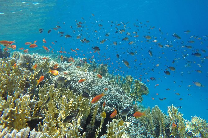 Intro Scuba Diving - Pickup, timing, and the return to Hurghada